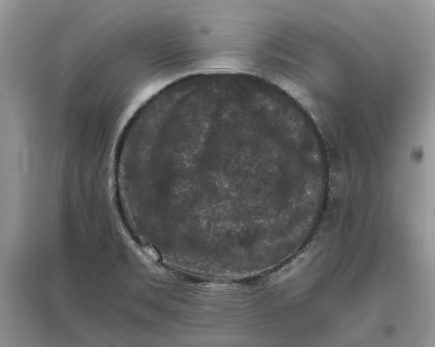 X0000097661469200803142121