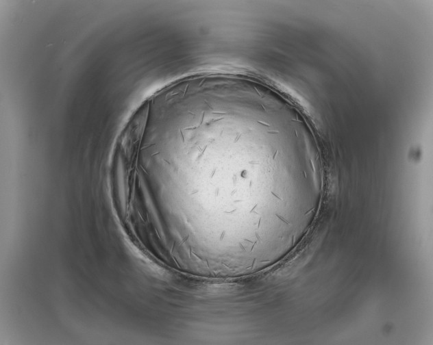 X0000097661471200803142121