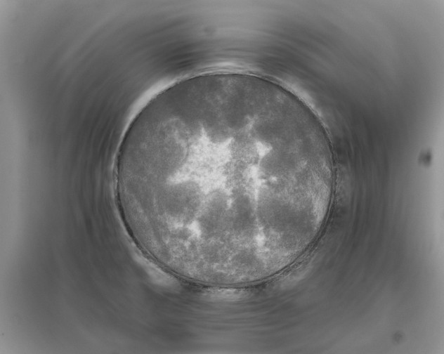 X0000097661474200803142121