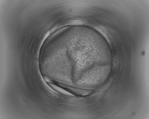 X0000097661475200803142121