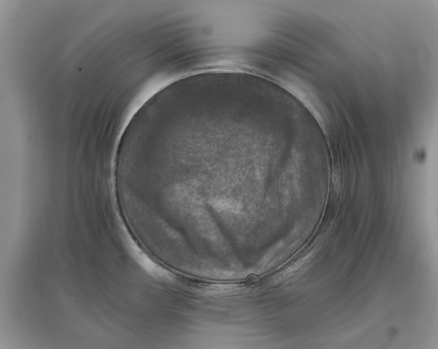 X0000097661482200803142121