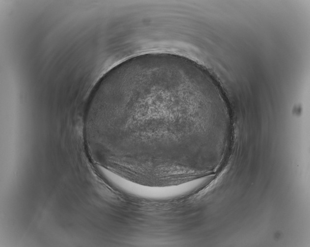 X0000097661505200803142120