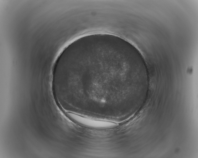 X0000097661508200803142120
