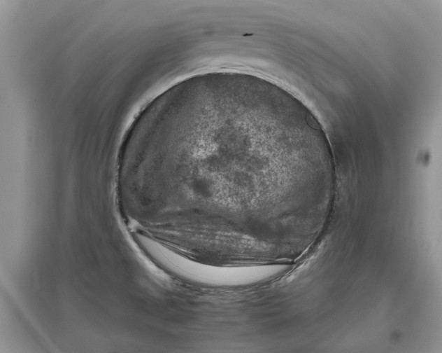 X0000097661525200803142120