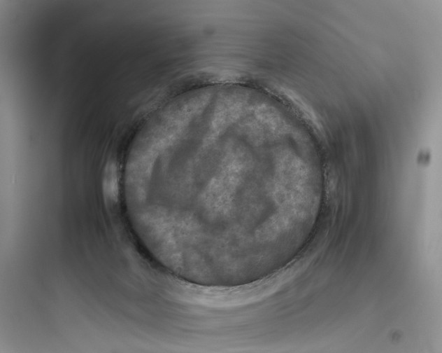 X0000097660026200803211929