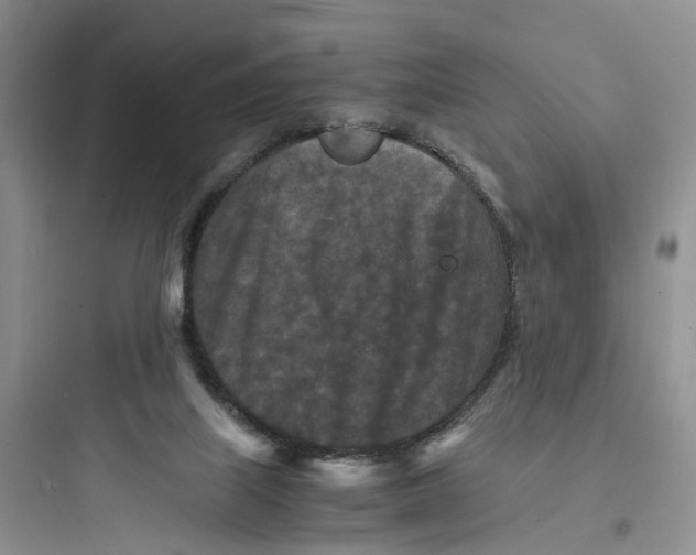 X0000097660067200803211929