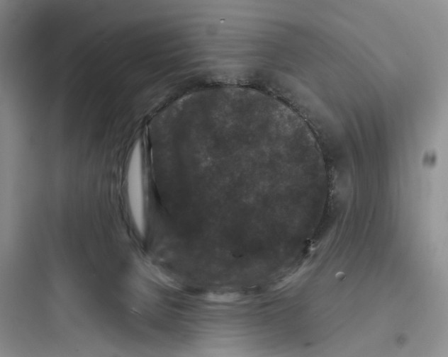 X0000097660080200803211929