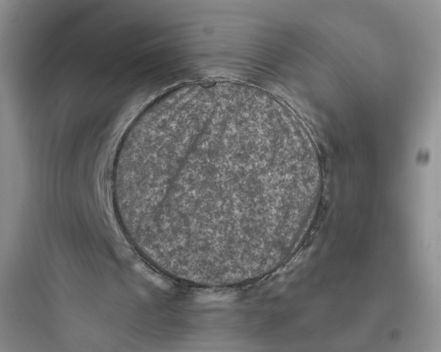 X0000097660241200803211926