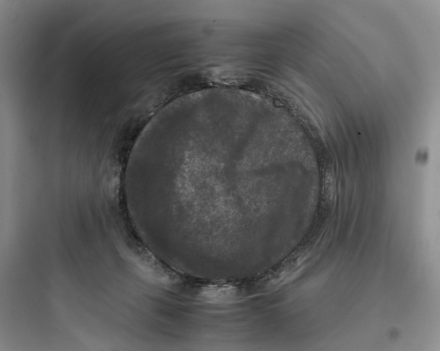 X0000097660271200803211926