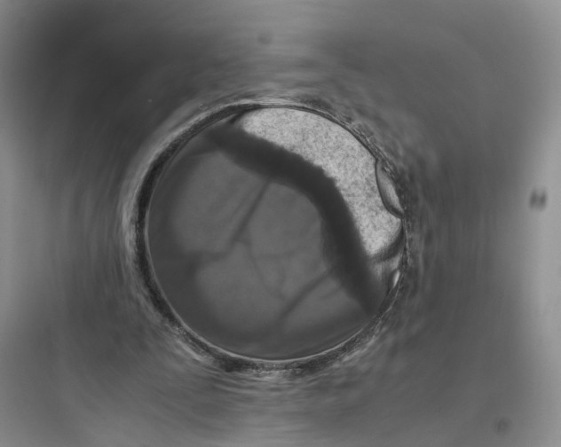 X0000097660295200803211925