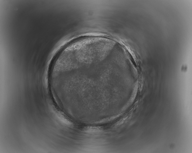 X0000097660296200803211925