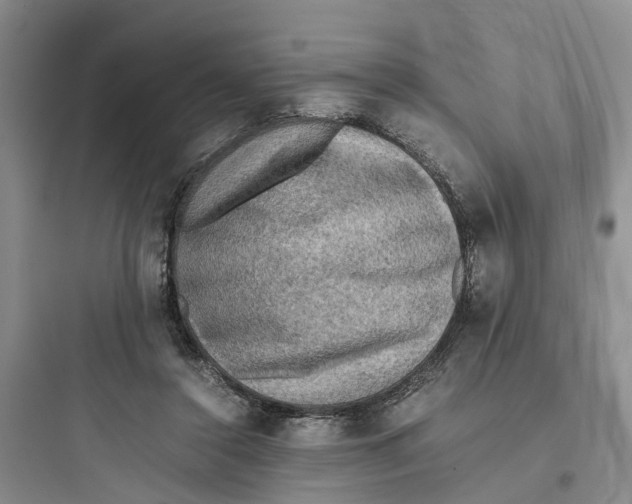 X0000097660356200803211924