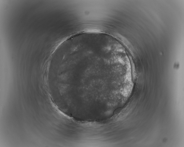 X0000097660385200803211924