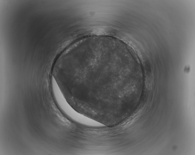 X0000097660393200803211924