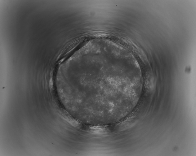 X0000097660516200803211922