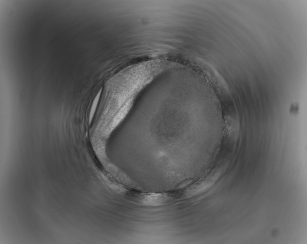 X0000097660527200803211922