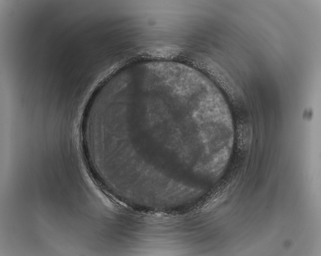 X0000097660634200803211920