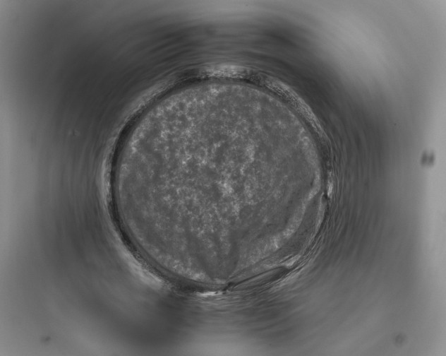 X0000097660725200803211919