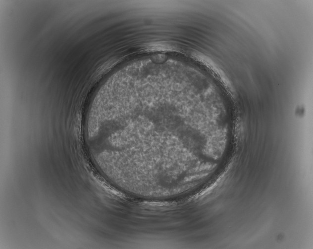 X0000097660825200803211917