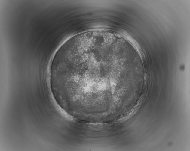 X0000097660859200803211918