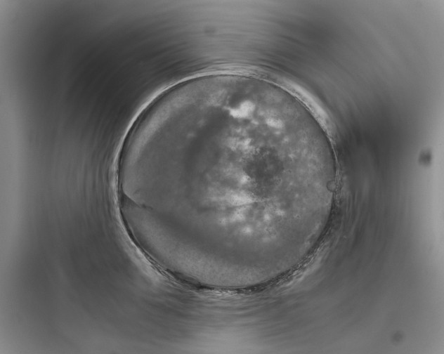 X0000097660907200803211917