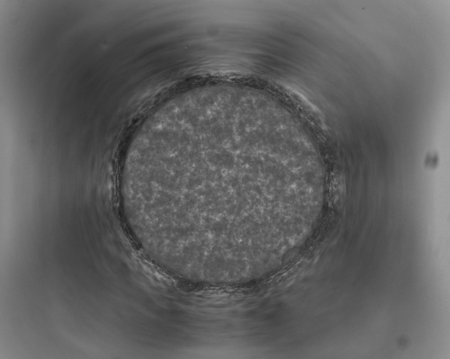 X0000097660917200803211916