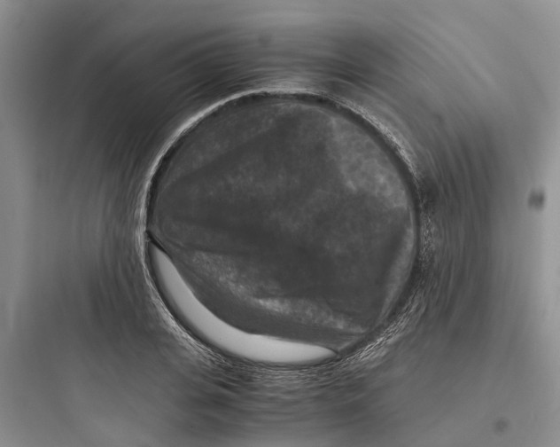 X0000097660935200803211916