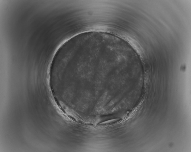X0000097660944200803211916
