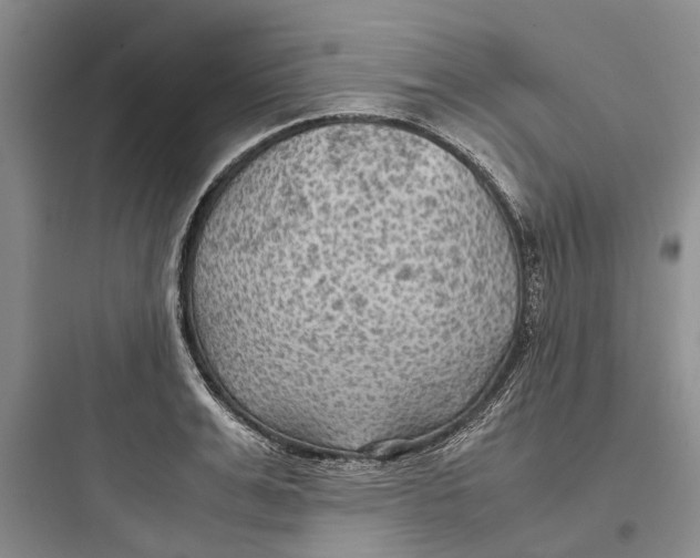 X0000097660991200803211915