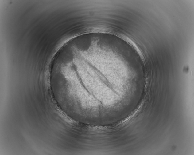 X0000097661019200803211915