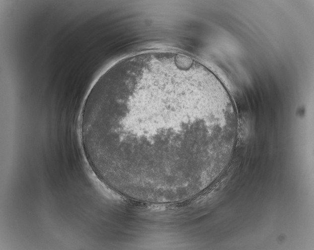 X0000097661098200803211914