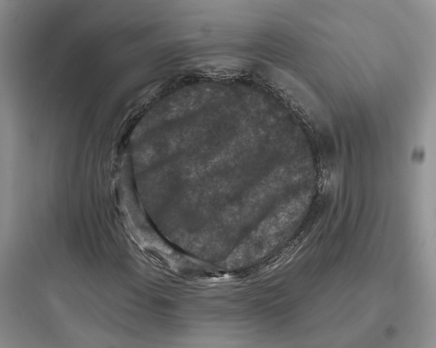 X0000097661108200803211913