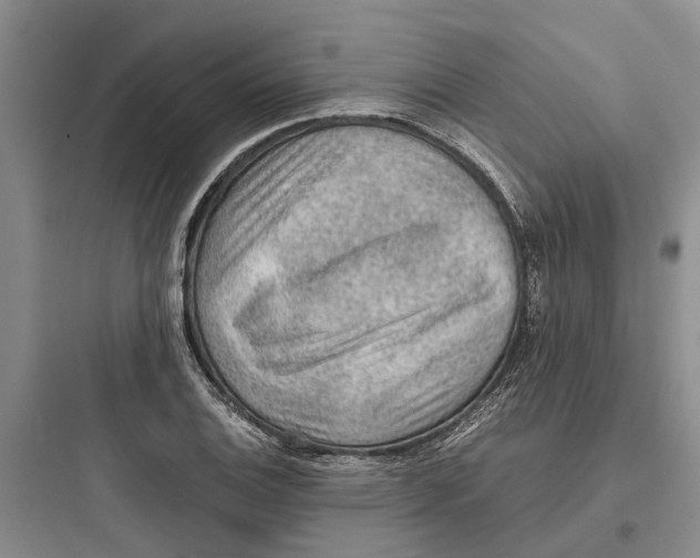 X0000097661124200803211913