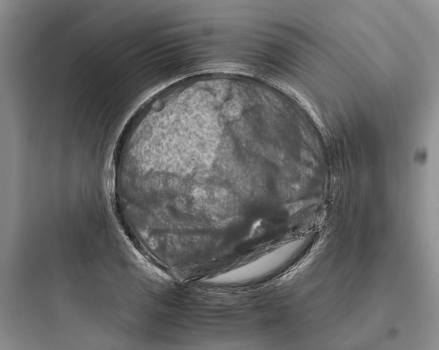 X0000097661125200803211913