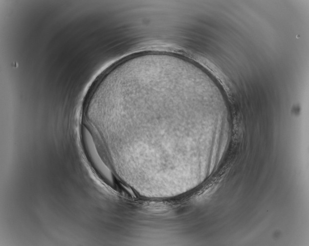 X0000097661128200803211913