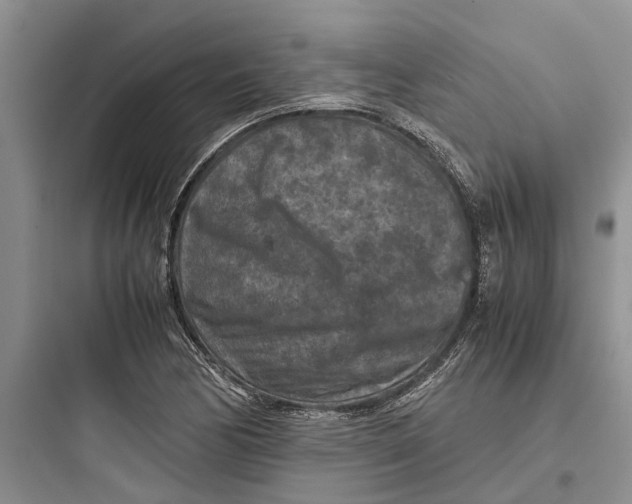 X0000097661170200803211912