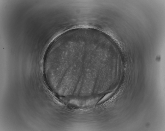 X0000097661173200803211912