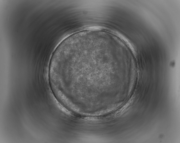 X0000097661194200803211912