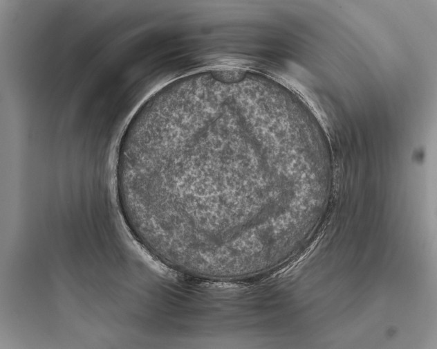 X0000097661235200803211912
