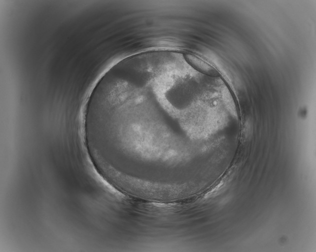 X0000097661243200803211912