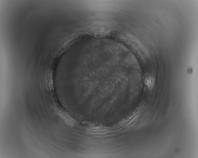 X0000097661252200803211911