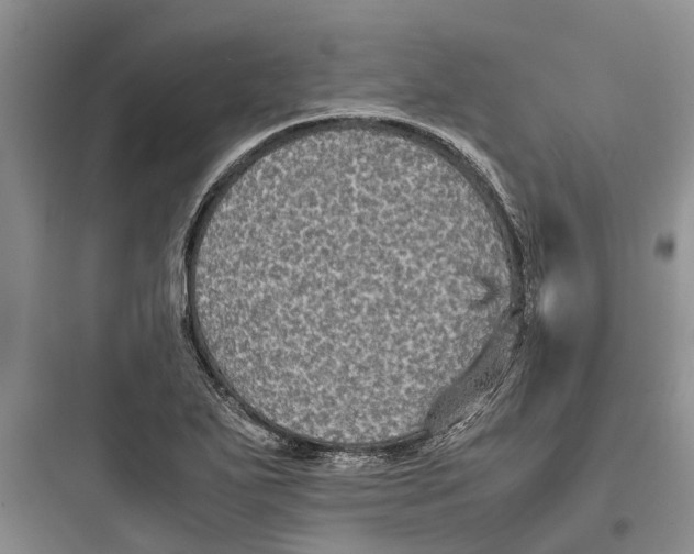 X0000097661271200803211911