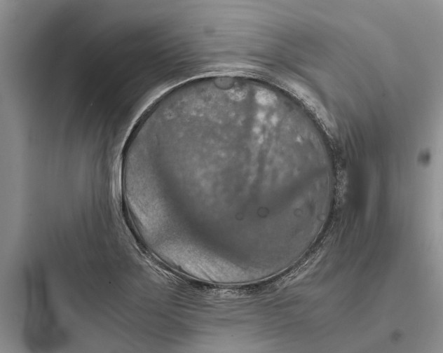 X0000097661275200803211911