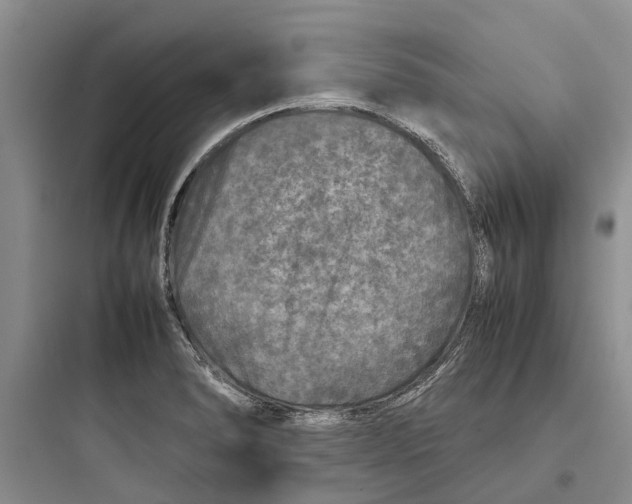 X0000097661278200803211911