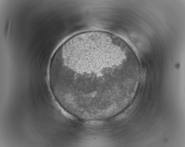 X0000097661294200803211911