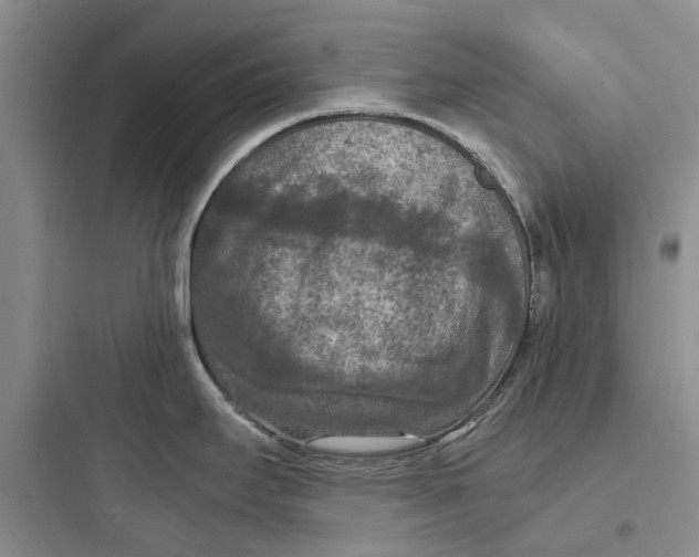 X0000097661295200803211911