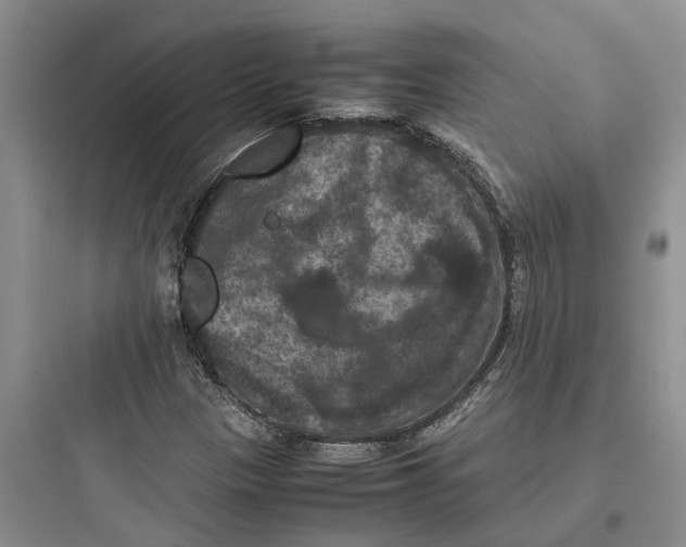 X0000097661305200803211910