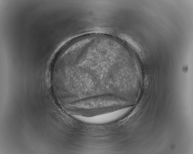 X0000097661310200803211910
