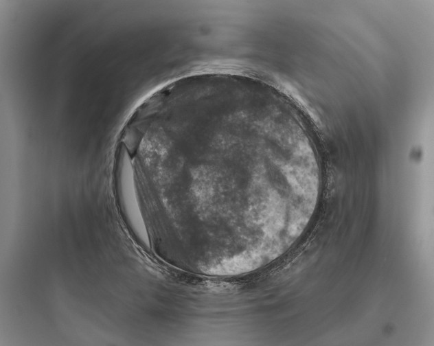 X0000097661312200803211910