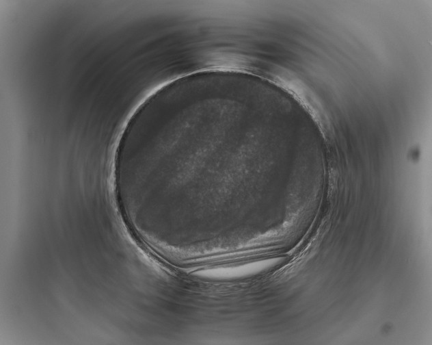 X0000097661331200803211910